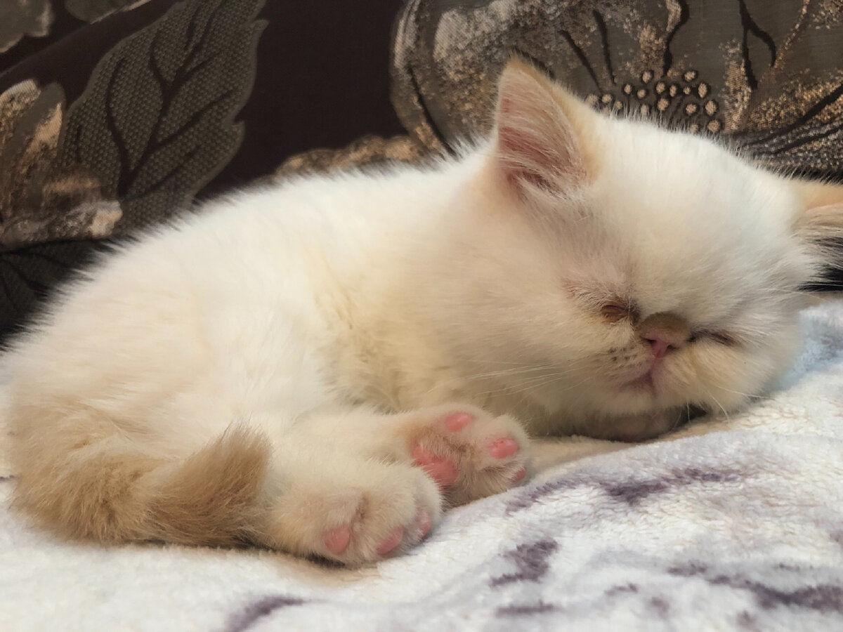 Наша Фокси. Ей 2 месяца