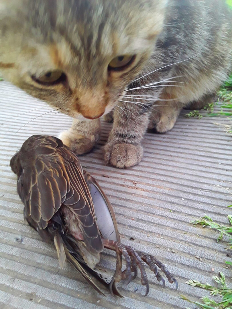 Глаза: не виноватая я, она сама тут легла.