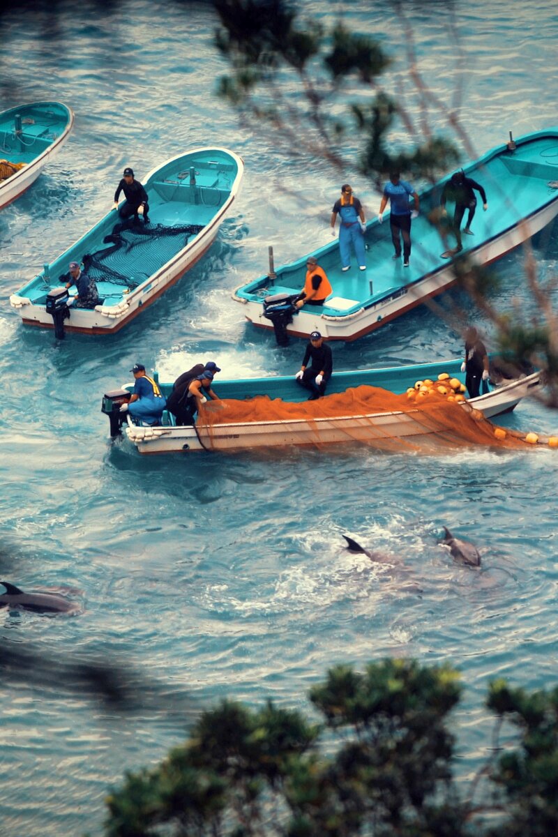 Так загоняют дельфинов для убийства 