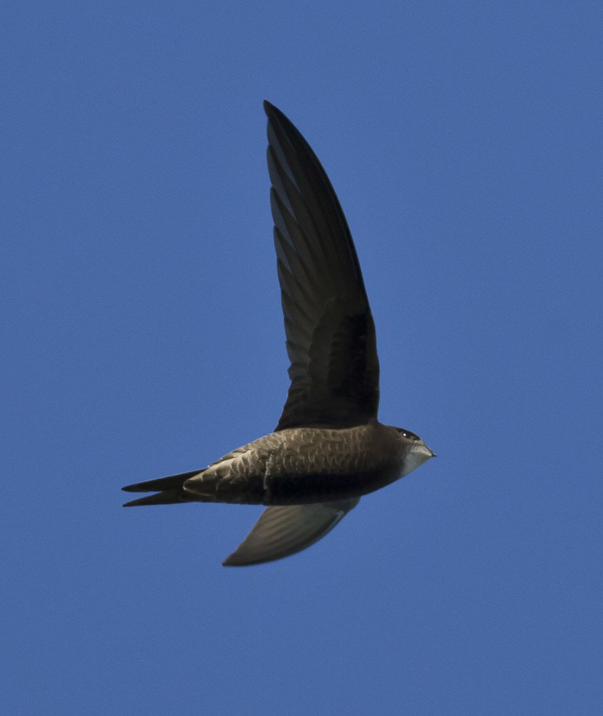 Фото: staticflickr.com