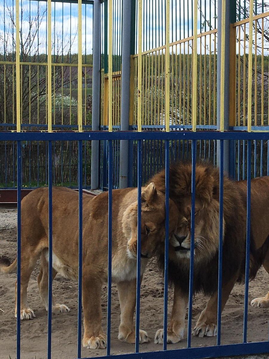 И все-таки это любовь!