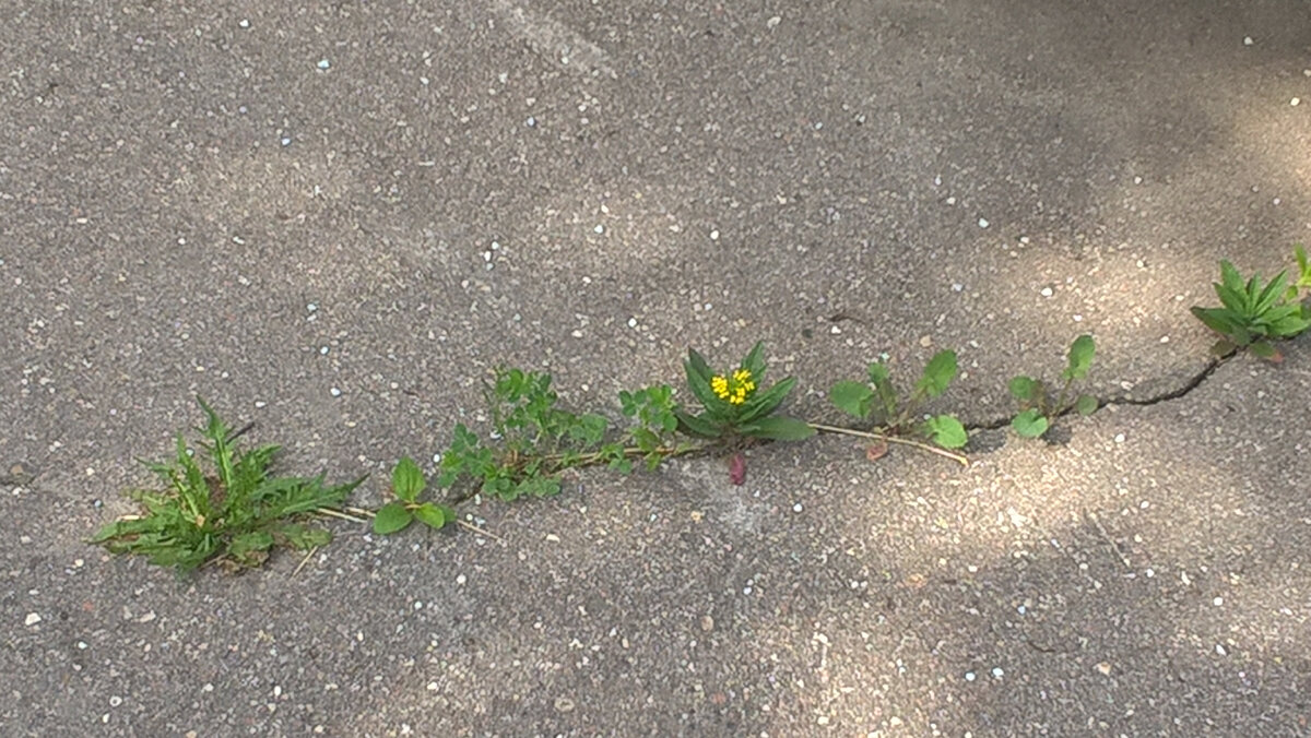 Иногда в Жизнь приходится пробиваться сквозь неимоверные Препятствия. Такова Суть Жизни..