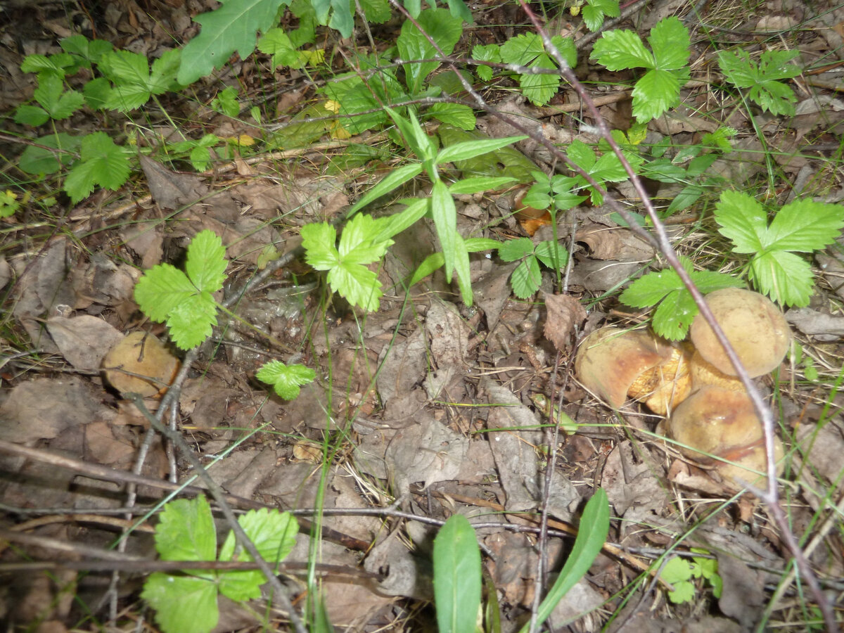 Маленькие дубовички.
Фото автора