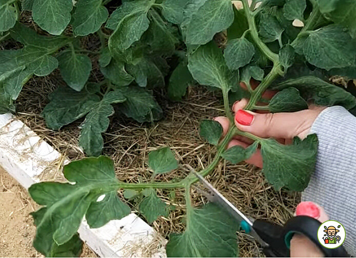 Укорачиваем листья на томатах
