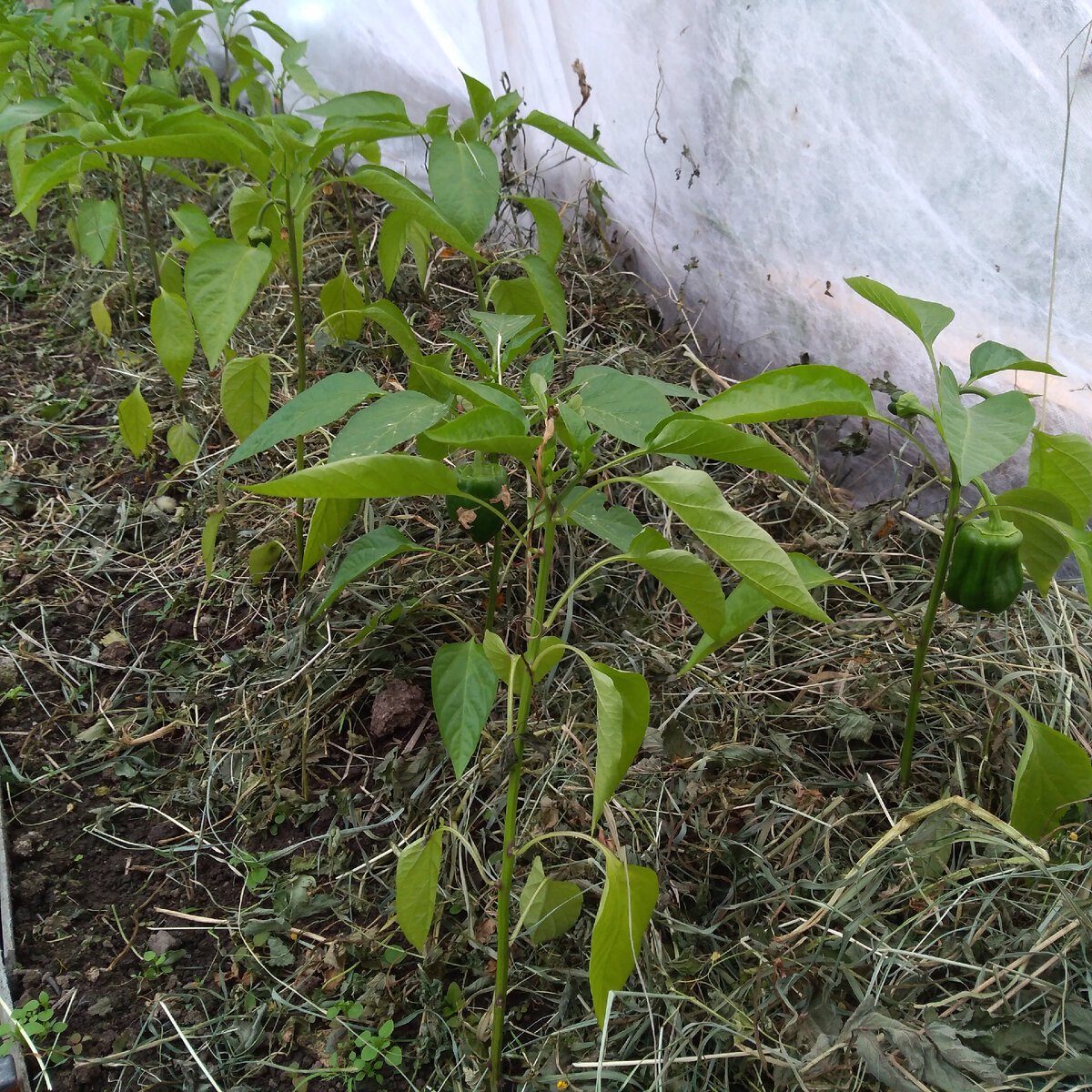 Личное фото автора статьи перец 25 мая 2021 г 