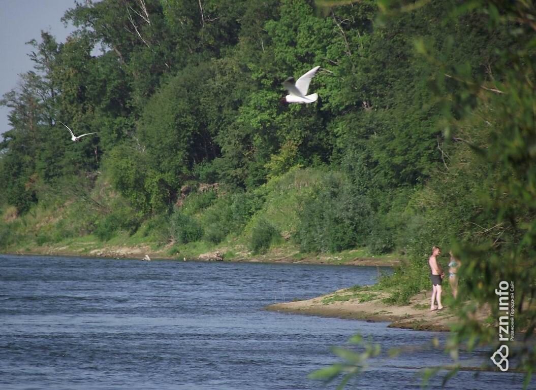 Список пляжей и мест для купания в Рязани и окрестностях | Новости —  РЗН.инфо | Дзен