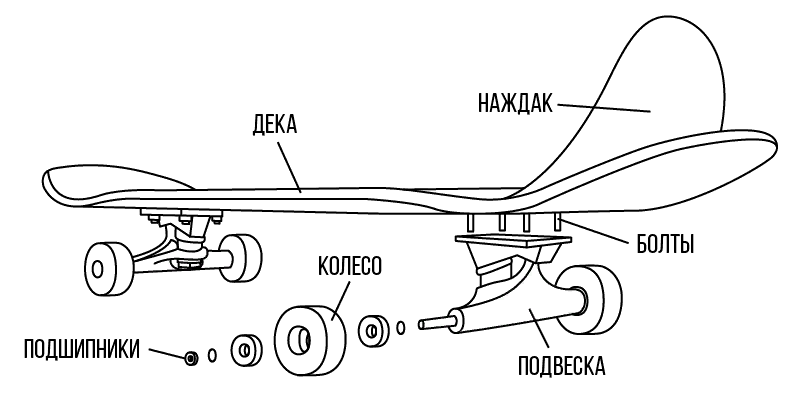Это строение скейтборда.Отличия от крузера найдите сами)