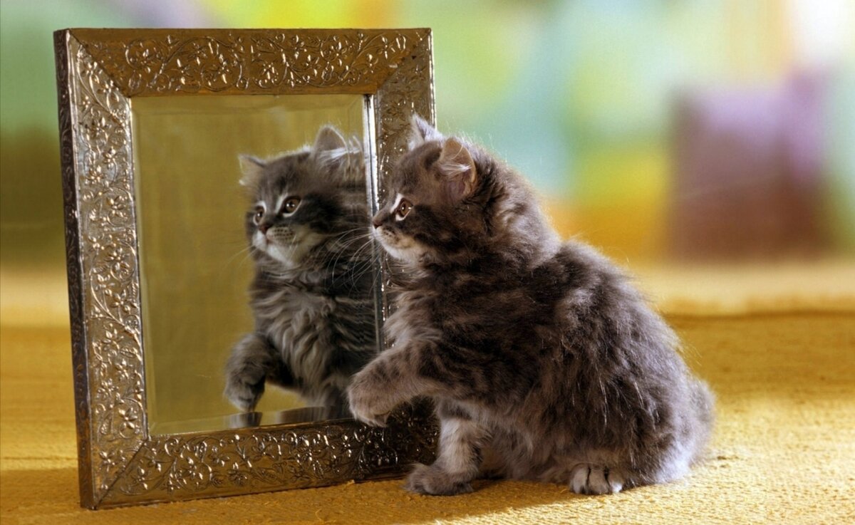 Фото сайта desktopwallpapers.ru