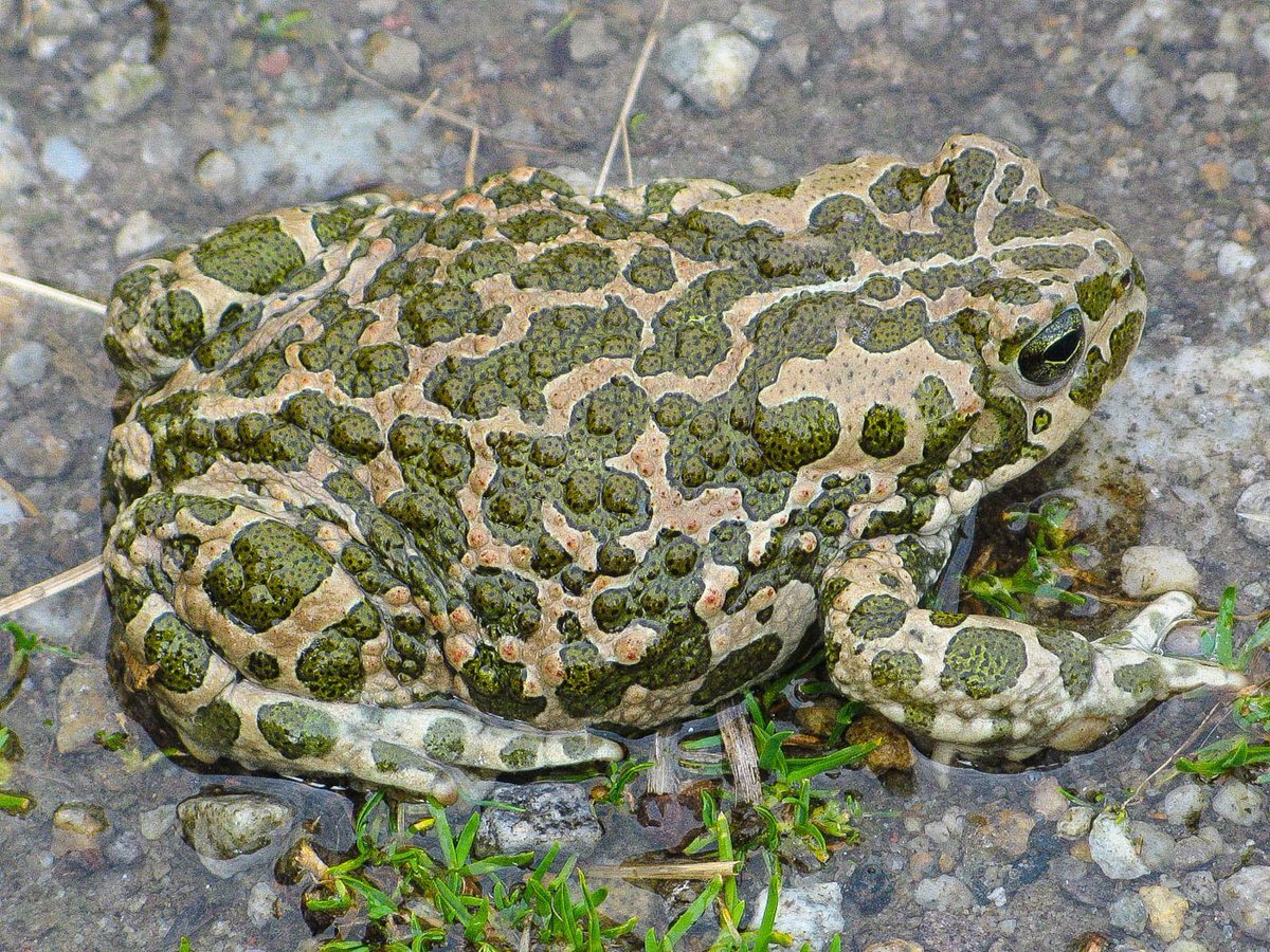 Зеленая жаба - Pseudepidalea viridis