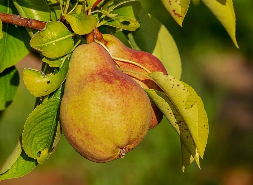 фото взято из открытого доступа