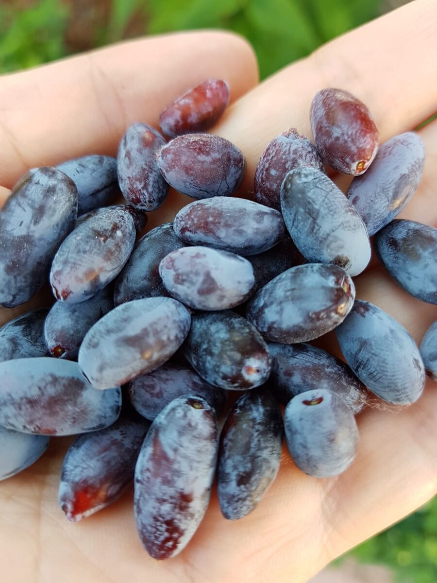 Первые ягоды жимолости в этом сезоне