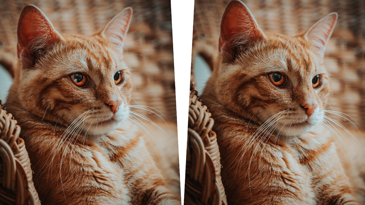 Найди 3 отличия между котами