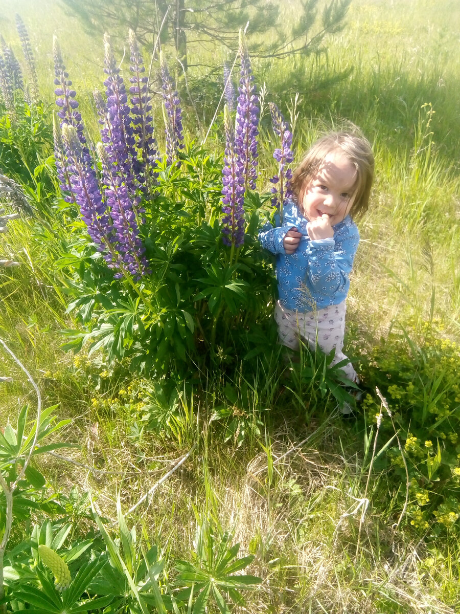 Дикие люпины))) доча любит цветы