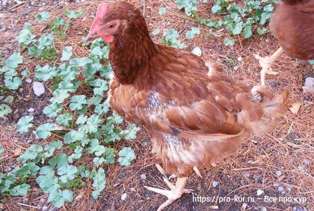 Когда у кур несушек начинается линька. Куры линька фото. Когда у кур несушек начинается линька. Когда у кур несушек начинается линька. Когда у кур несушек начинается линька.