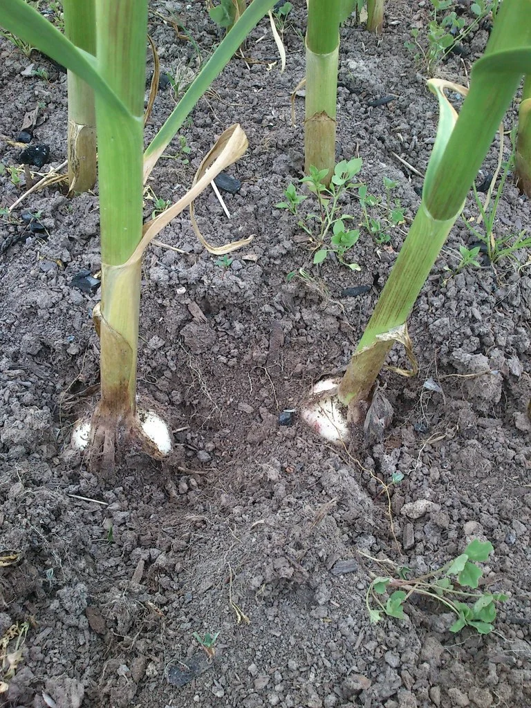 Отгребли землю. фото нашла в интернете