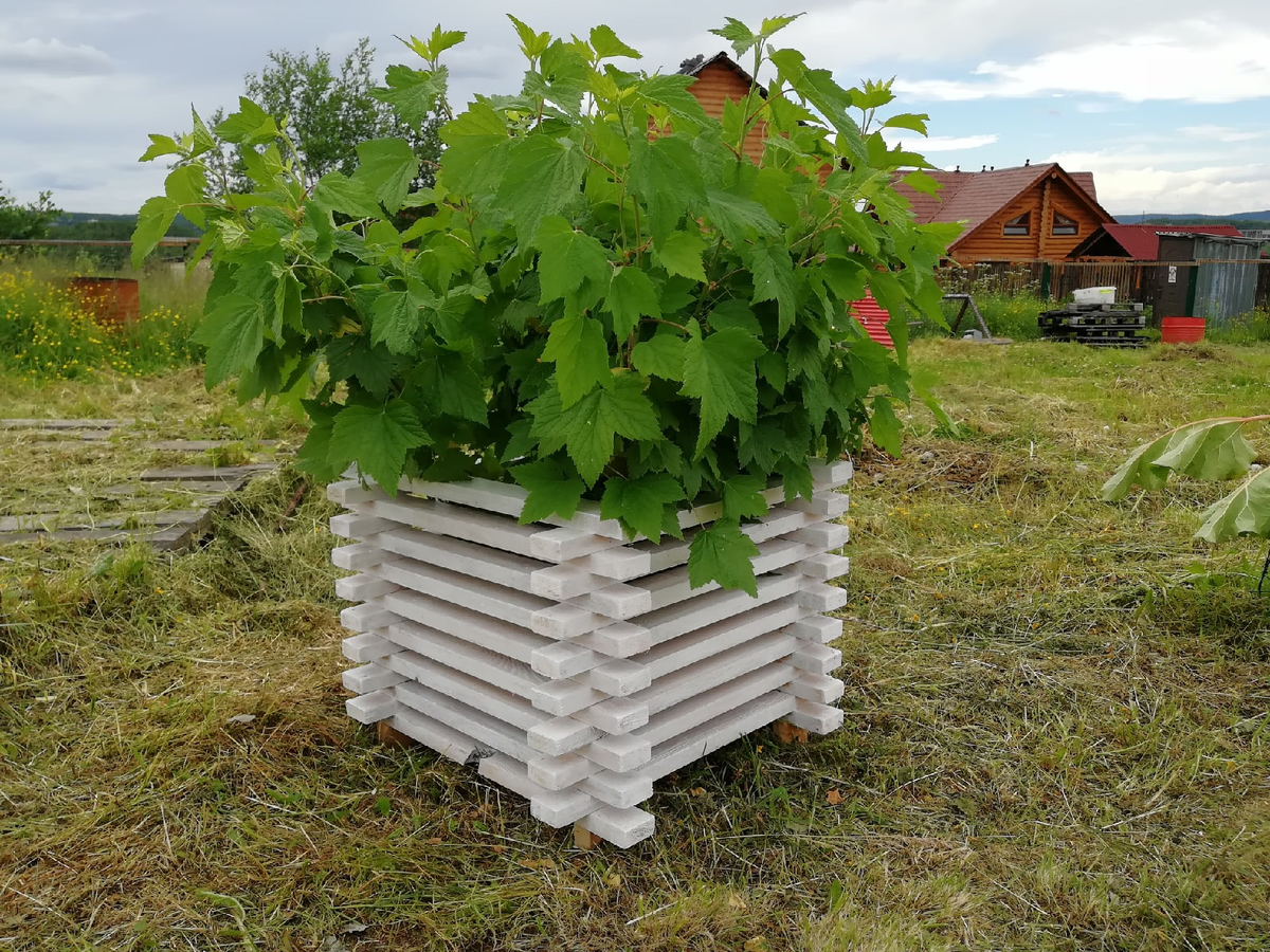 Новый кустодержатель. Фото автора.