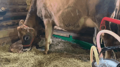 Нажмите на гифку, чтобы её посмотреть