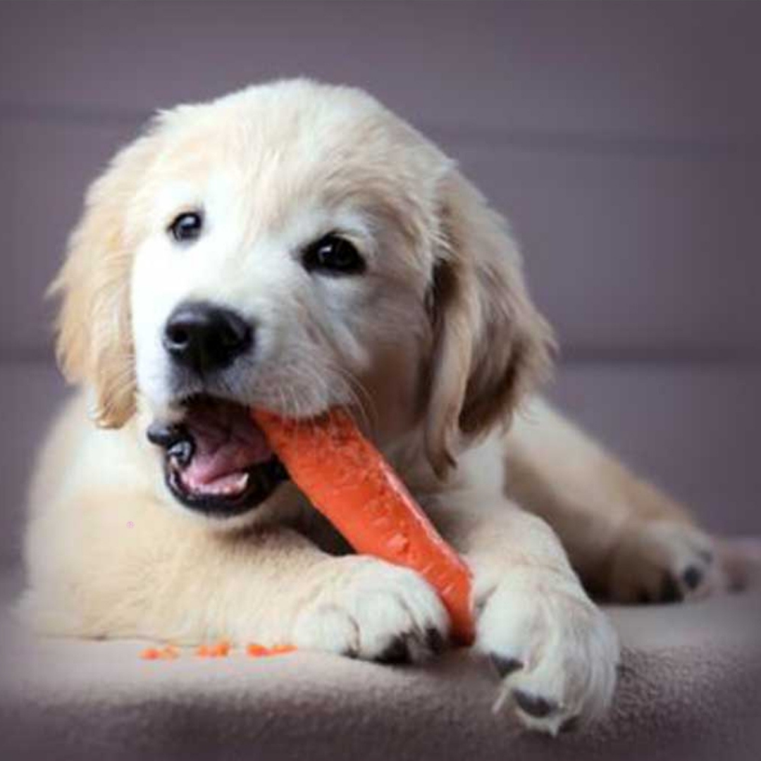 Oh me dog. Собака с морковкой. Собака ест морковь. Золотистый ретривер ест морковку. Собака любит свежую морковку.