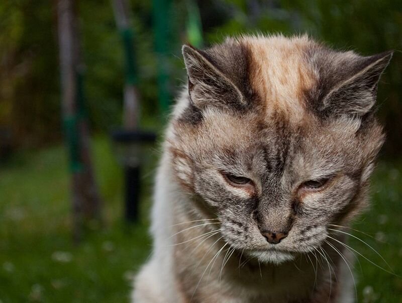 Адаптация кота в новом доме (включая передержку)