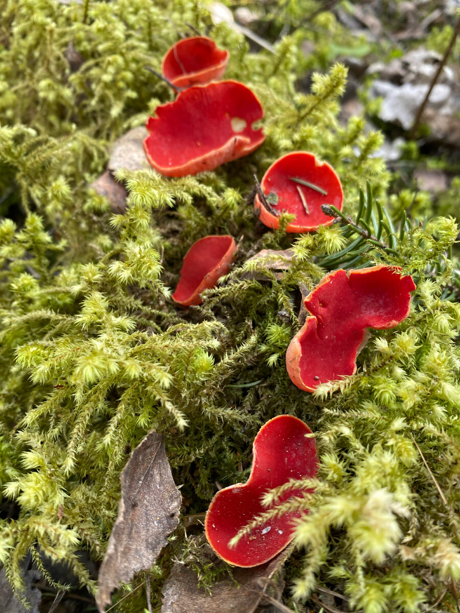 Саркосцифа австрийская  (Sarcoscypha austriaca).