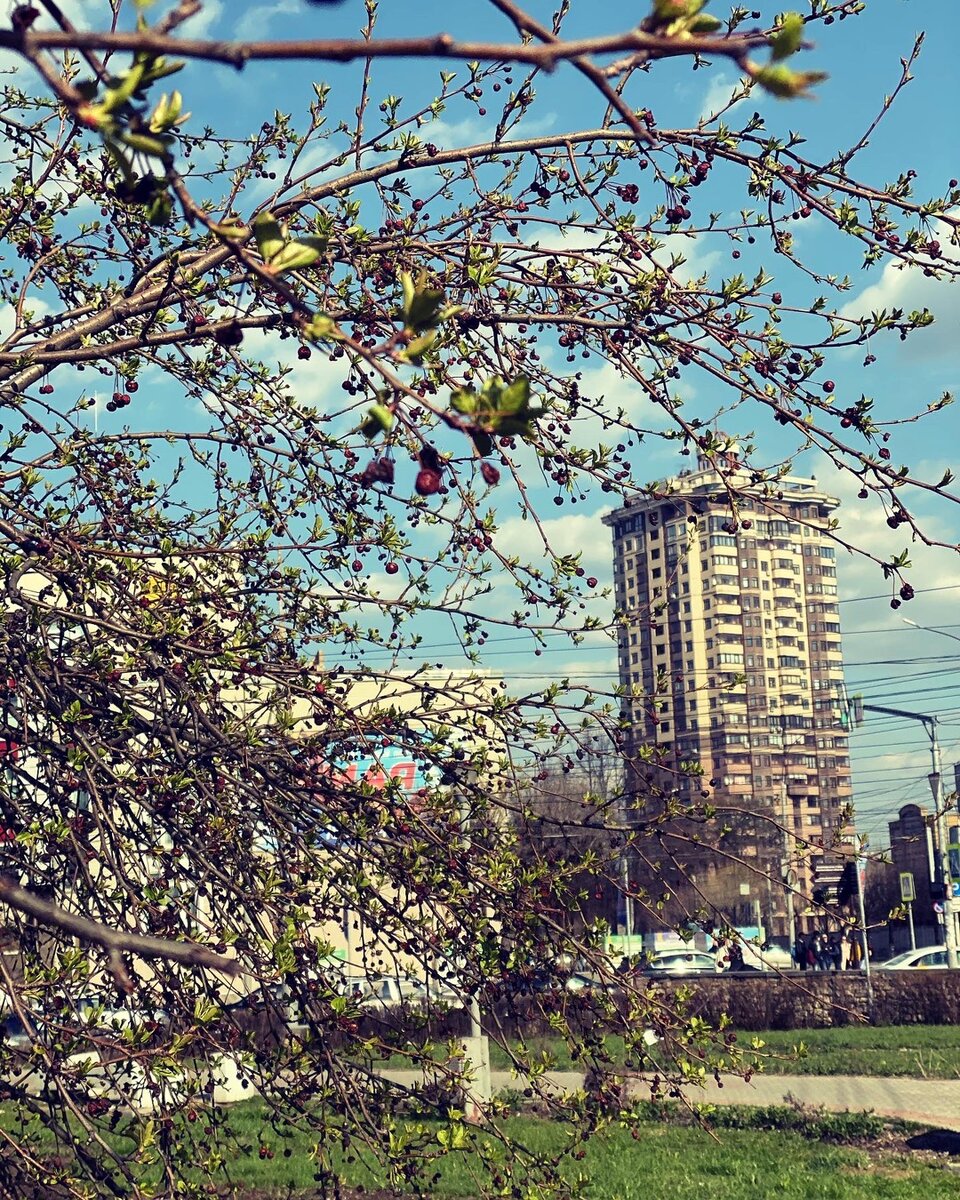 Первые листочки тоже еще только пробуют этот мир