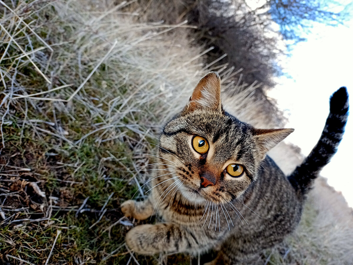 Сфотографируй меня типо я тигр🐅
