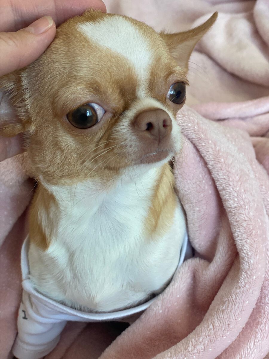 Спасибо вам большое от Лавруши!!!