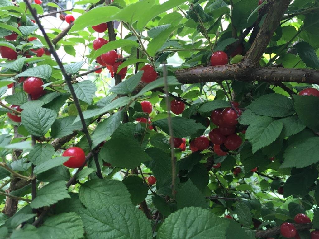 Каждую весну обрезаем часть веток, остальные развиваются нормально.