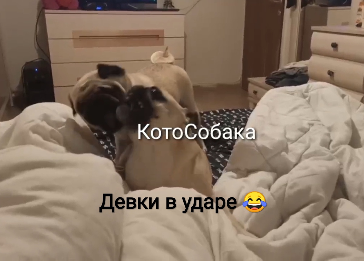 Фото снято автором канала КотоСобака 