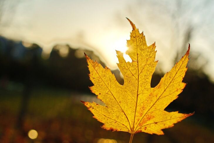 Фото: Pixabay