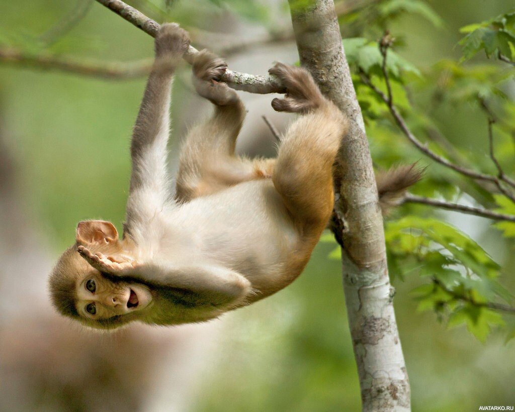 Обезьянка с обложки книги, реализм