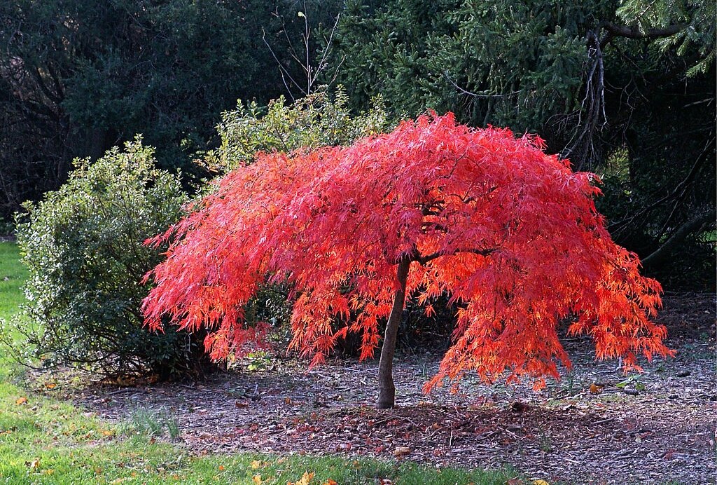 10 восхитительных деревьев для сада, которые можно попробовать вырастить в Подмосковье
