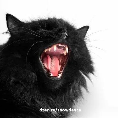 У кошек, как и у людей, со временем на зубах образуется налет и зубной камень. У некоторых это происходит раньше, уже в возрасте нескольких месяцев, у других - только через несколько лет.-2