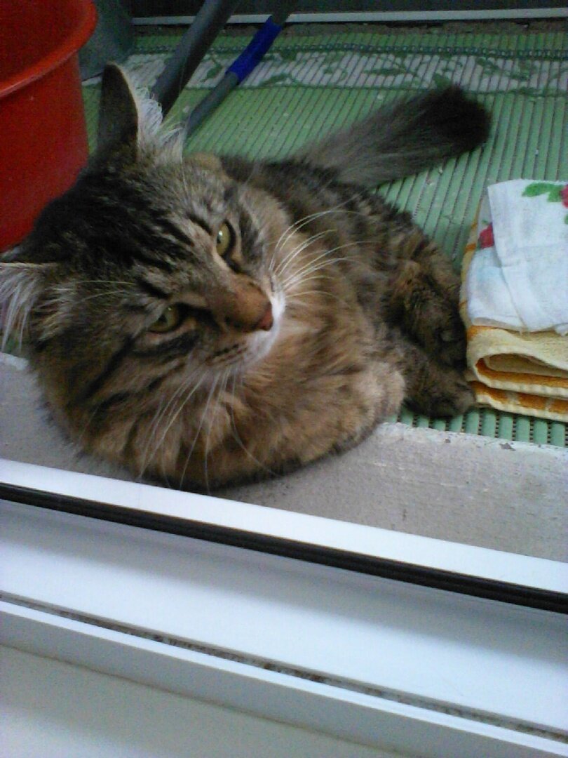 Кот Филя