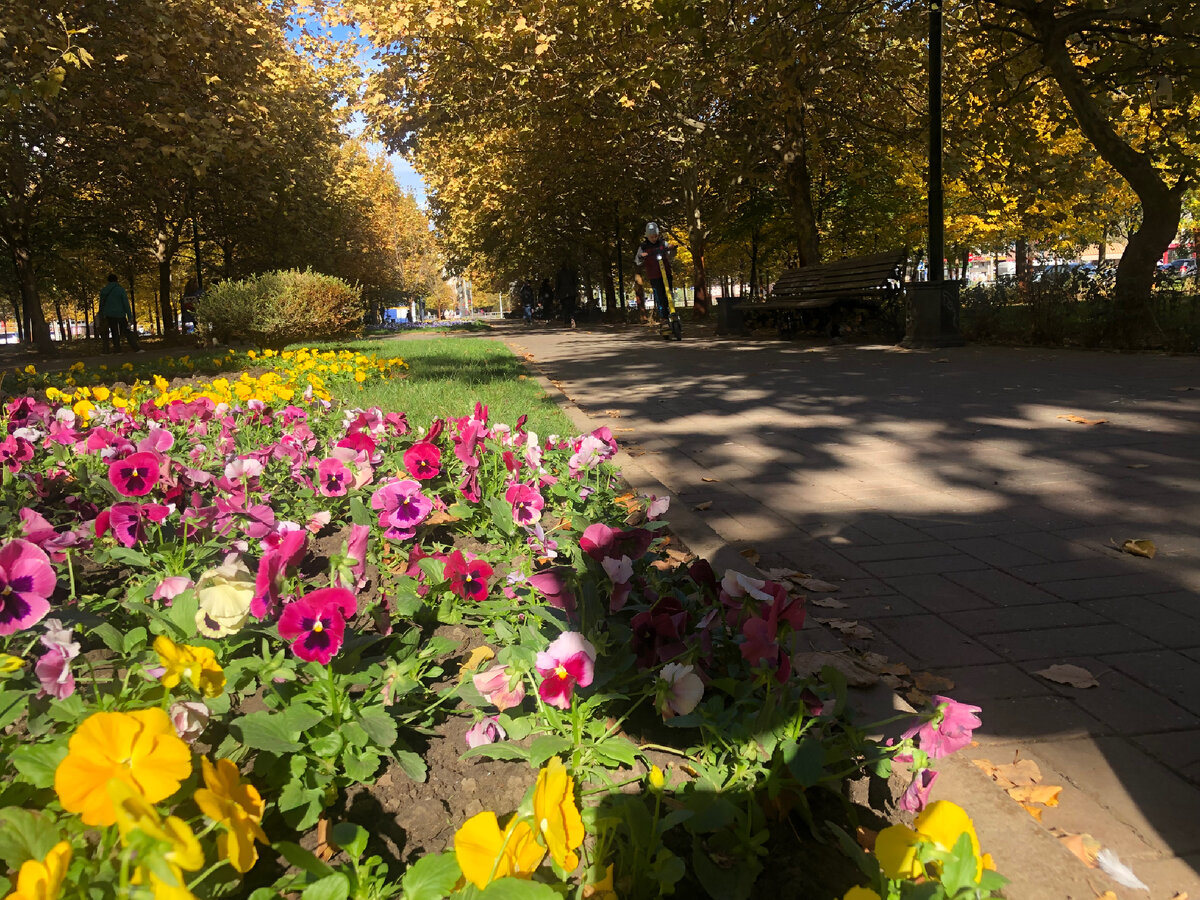 Платановый бульвар краснодар фото