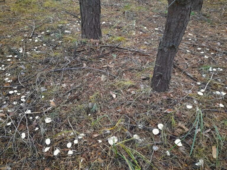    В Бузулукском бору рядовки образовали вокруг деревьев «ведьмин круг» Андрей Севостьянов