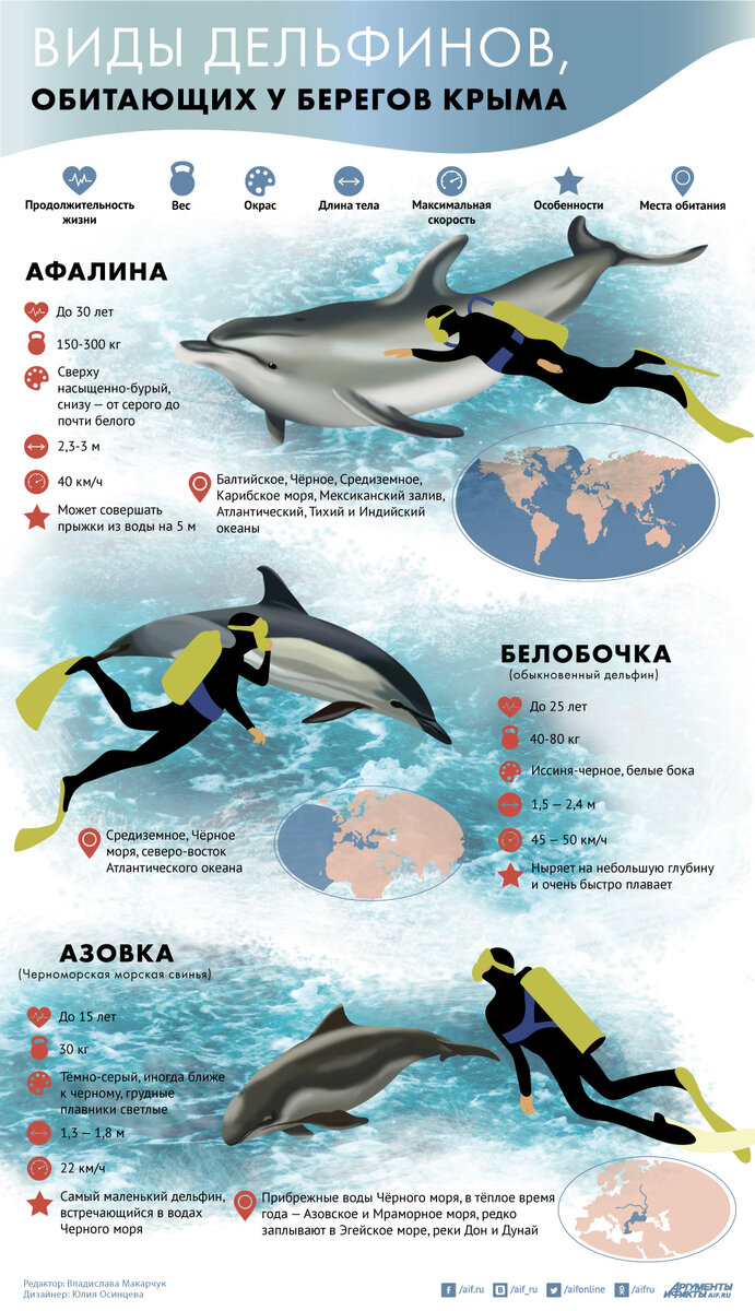 виды дельфинов в черном море