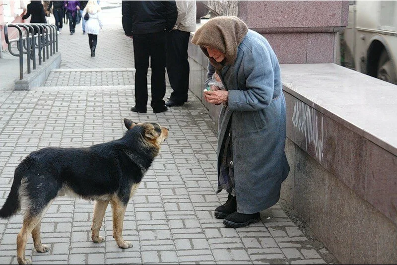 Фото из открытых источников. Старушка делится последним куском хлеба с бездомной собакой. На таких тоже наживаются...
