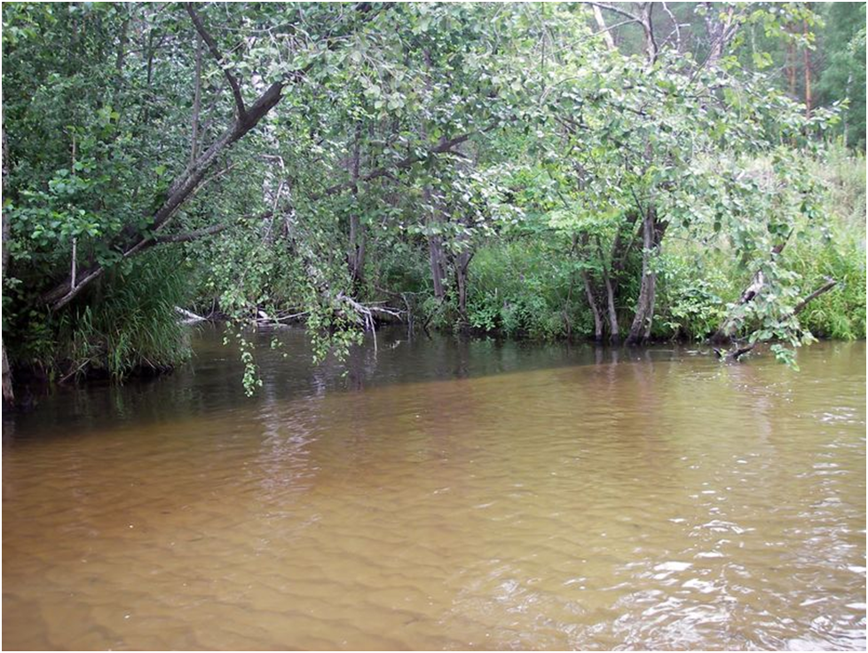 Устье  Шоры,  приток  Юшута. Республика  Марий  Эл.  Фото  из  сайта: http://panoramio.geolocated.org/large/13090064.