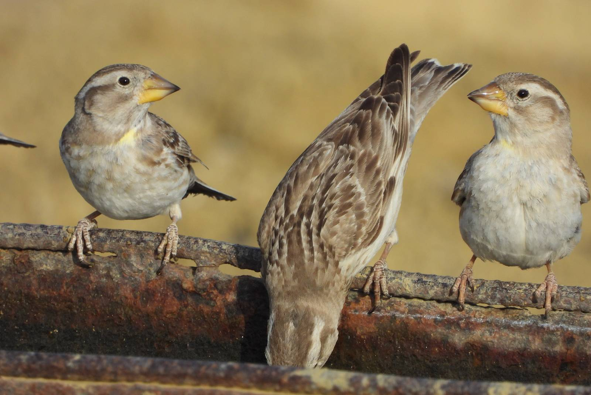 – Суетимся? – Суетимся!