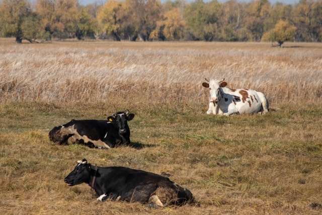    Коровы Анна Рыжкова © ИА REGNUM