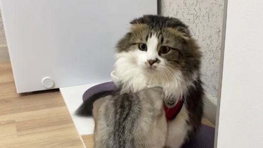 КУЗЯКА | Положь трубку! | Дзен