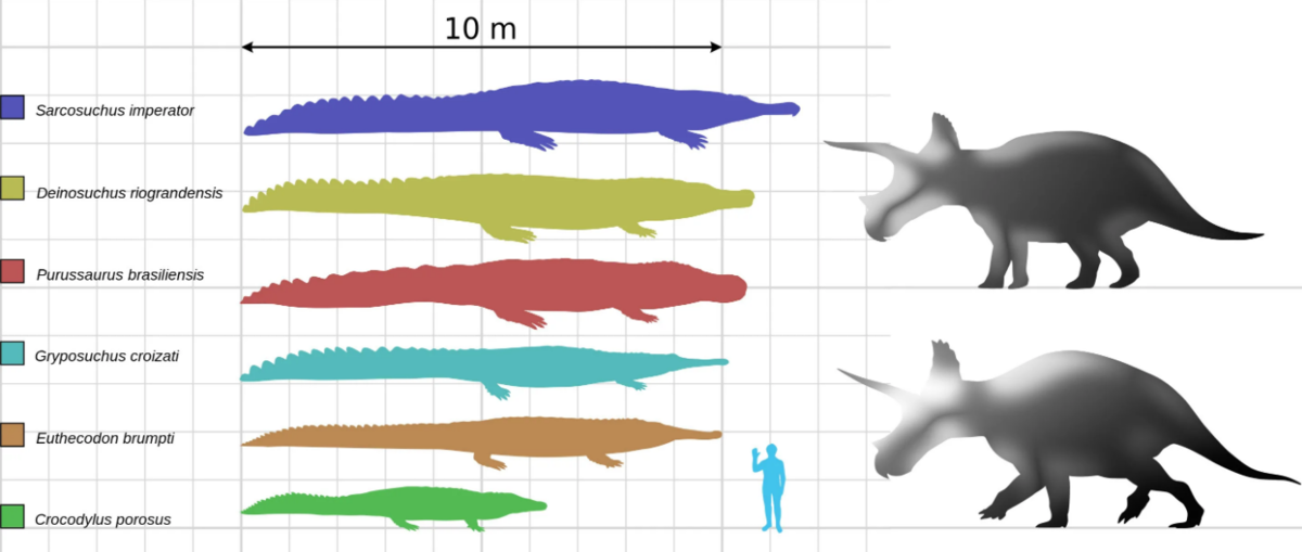 Размеры вымерших гигантских крокодилов в сравнении с человеком и динозавром трицератопсом.