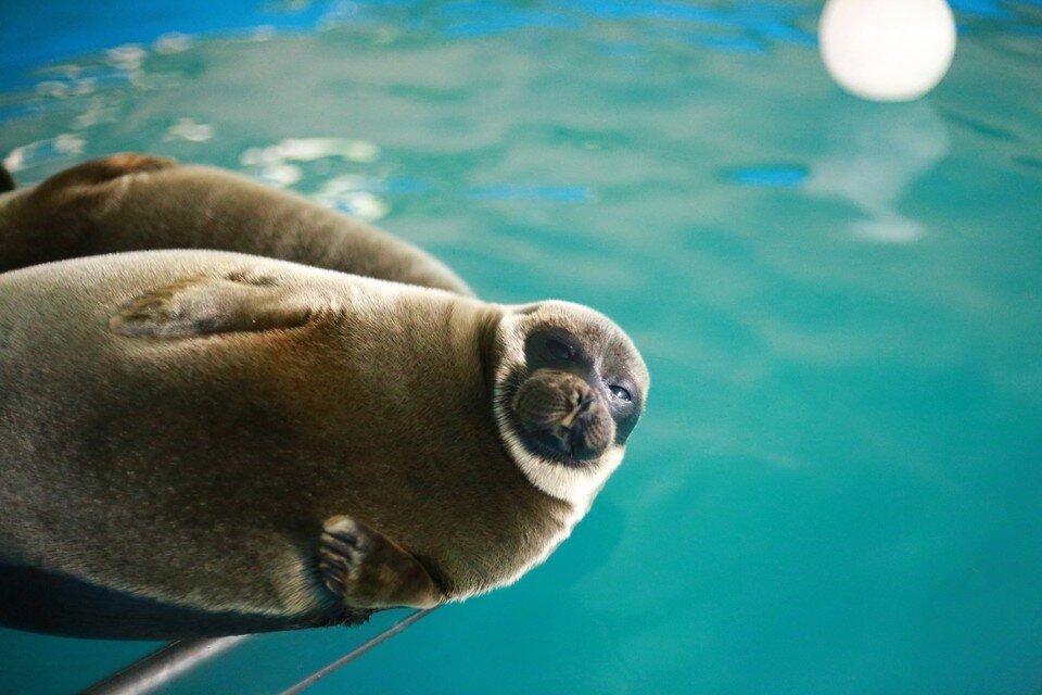    Как минимум две мордашки выглянули на поверхность воды. Мария АНАНОВА