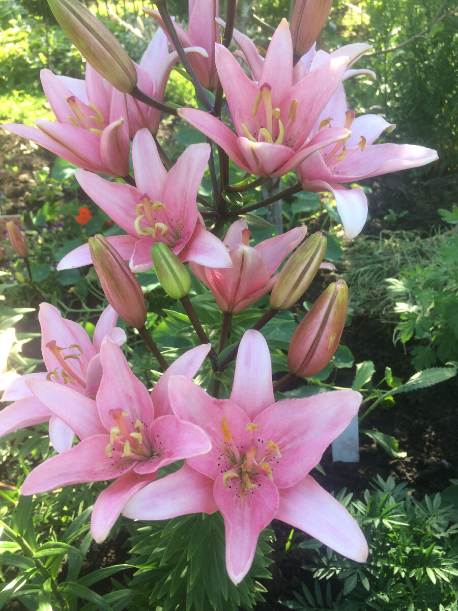 лилия Элоди