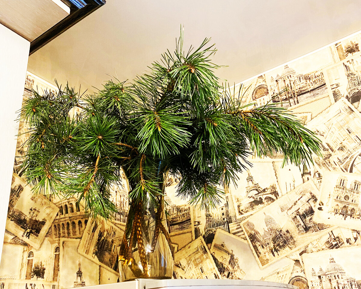 Фото из личного архива: чудесный сосновый аромат как никто другой дарит бодрость по утрам