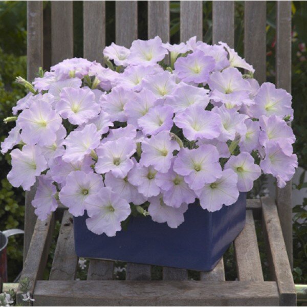 Трилоджи Лавандер Пинк