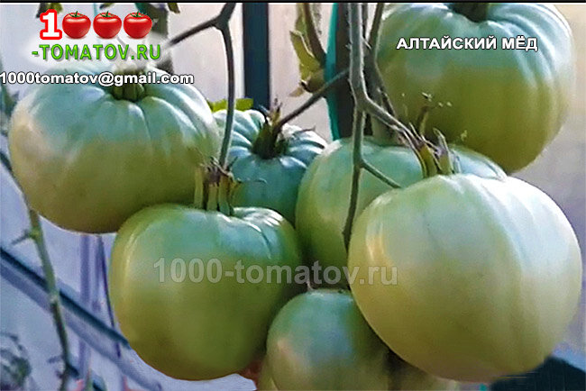 Томат Алтайский мёд фото 2
