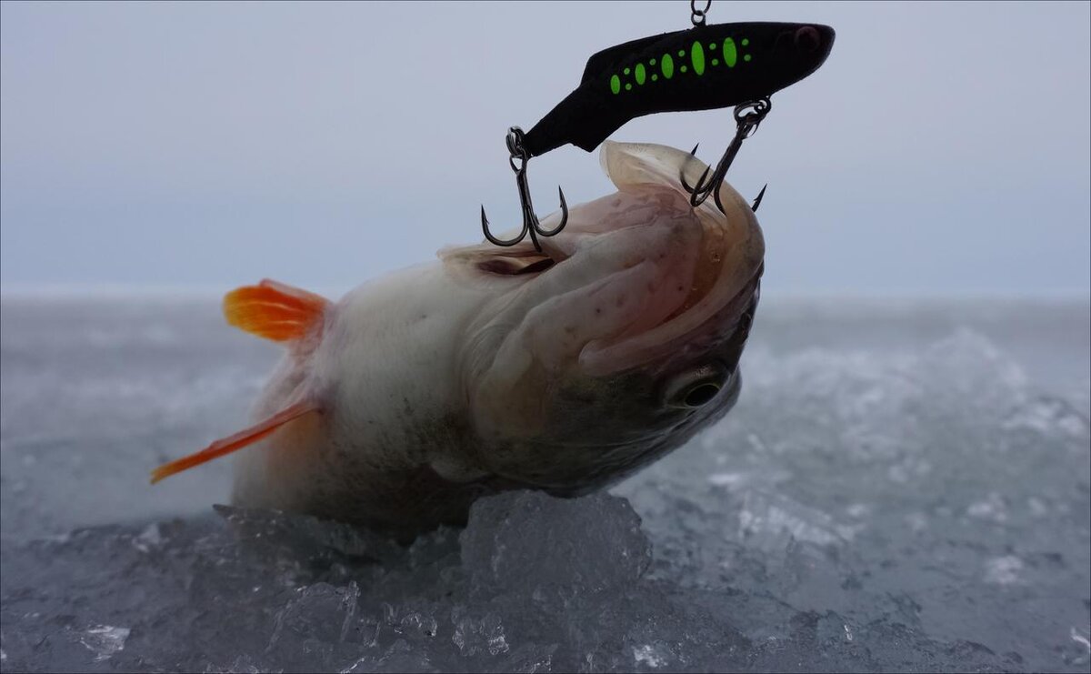 Ратлины и балансиры на судака. Зимние ратлины на судака. Жерлица на судака зимой на тюльку. Зимняя рыбалка на судака. Судак на льду.