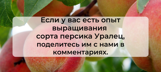 Сорт персика уралец отзывы. Персик Уралец. Персик Уралец купить саженцы в Москве.